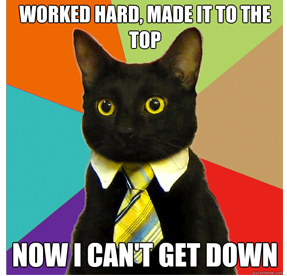 worked hard cat
